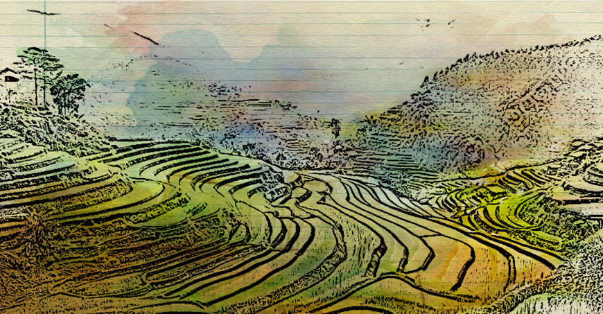 rice-terrace