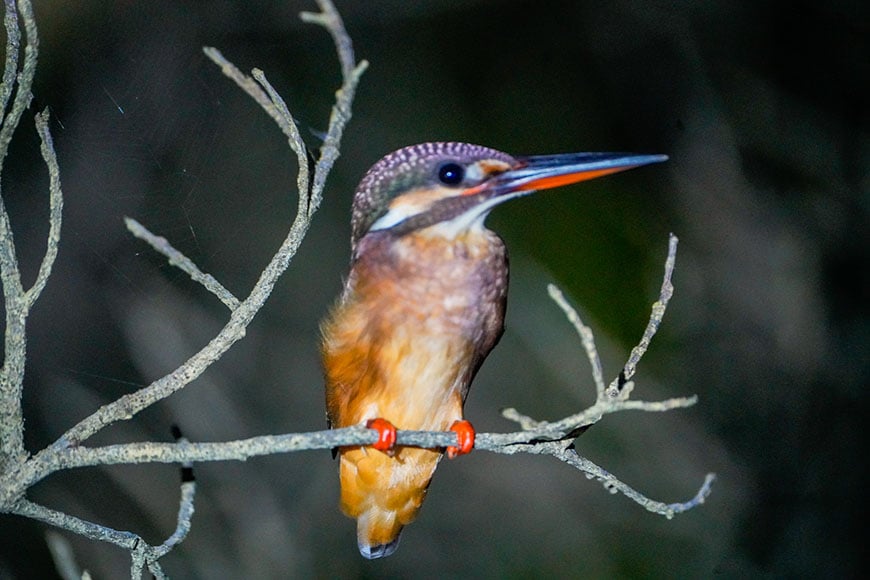 kingfisher