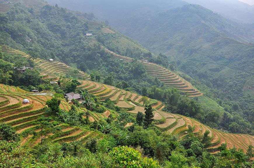 rice-fields