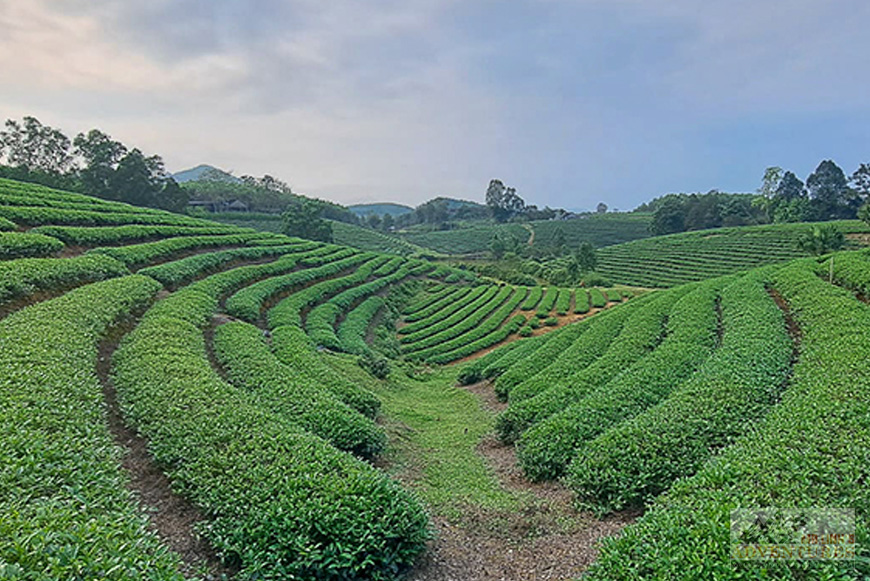 The ultimate Vietnam survival kit