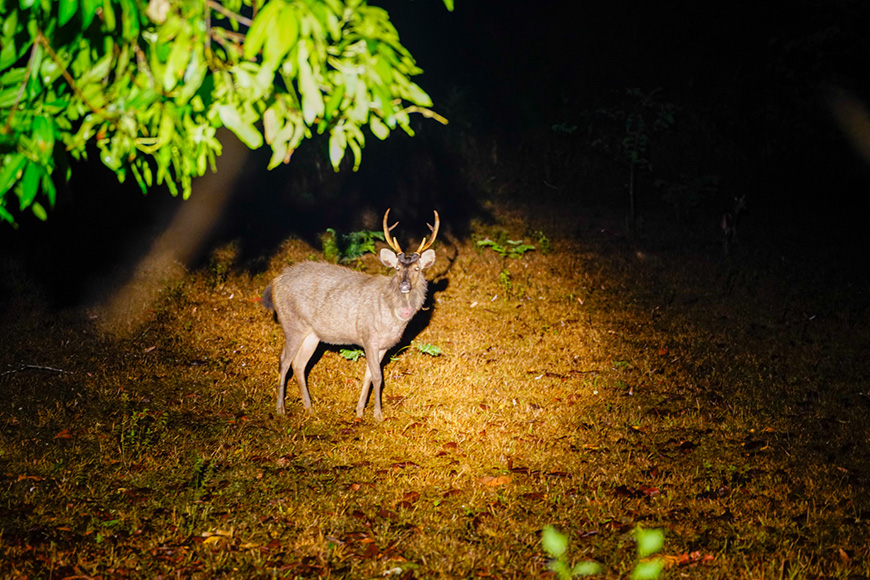 night-safari
