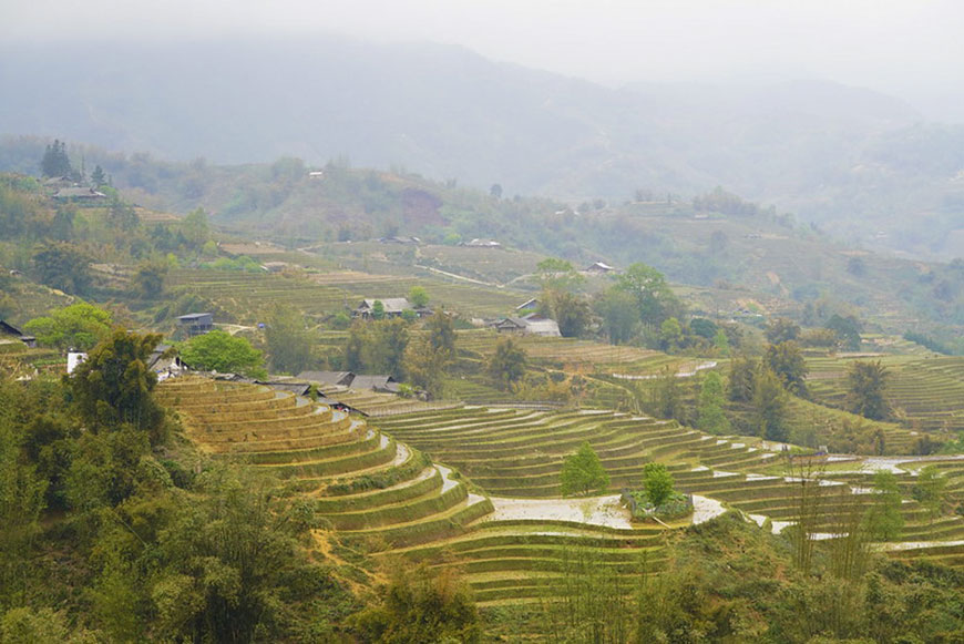 rice-fields