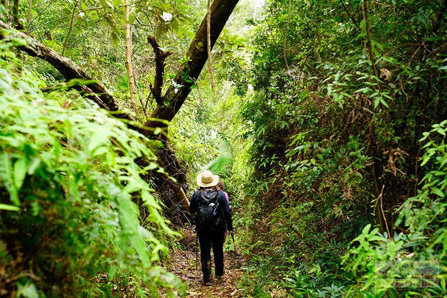 jungle-trek