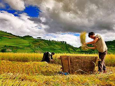 golden harvest