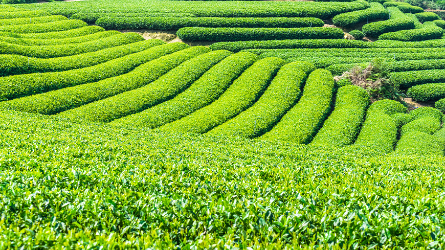 tea-fields