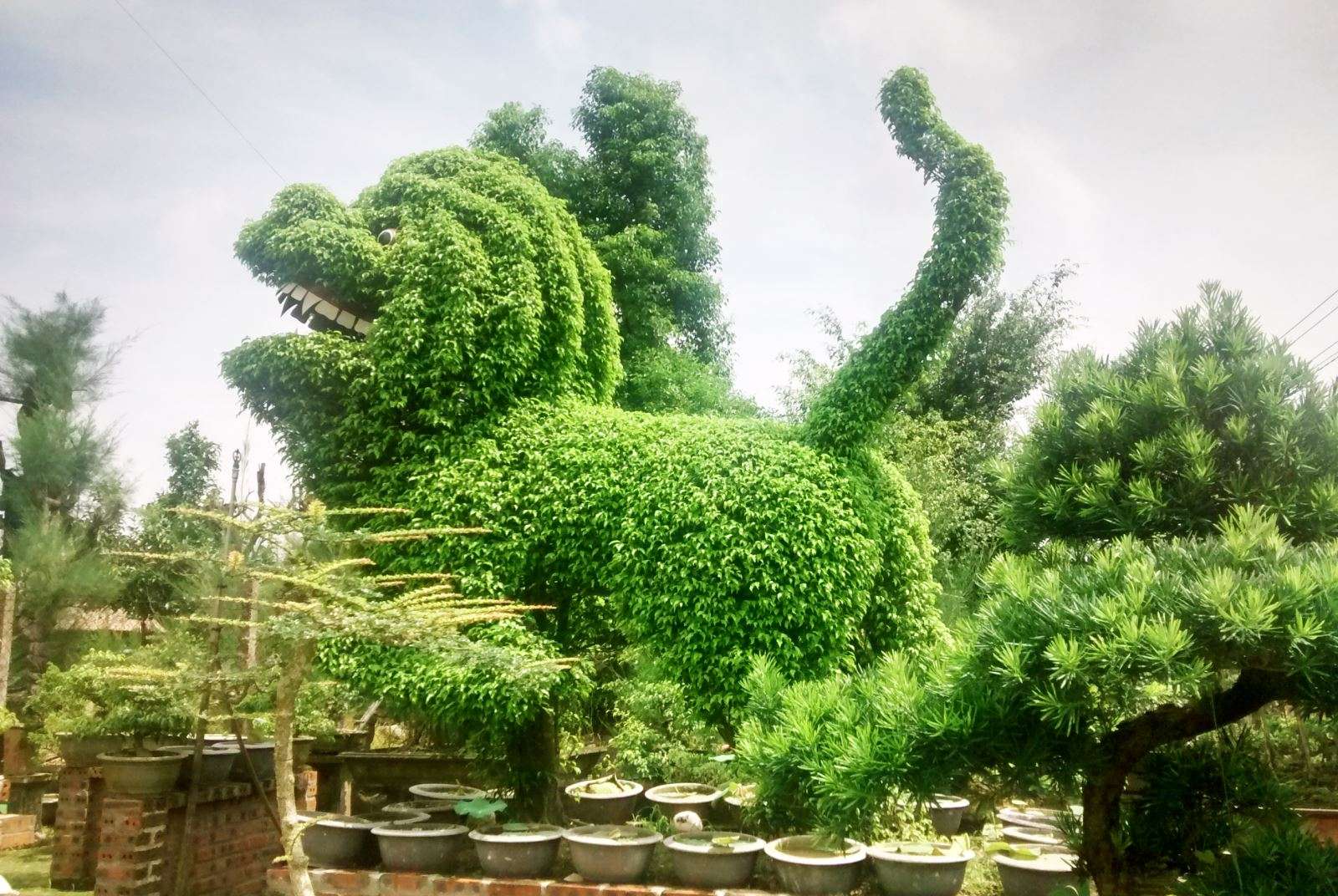 Lion bonzai, Nam Dinh province