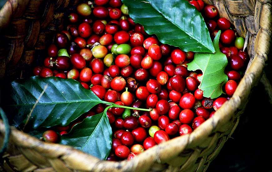 coffee in Vietnam