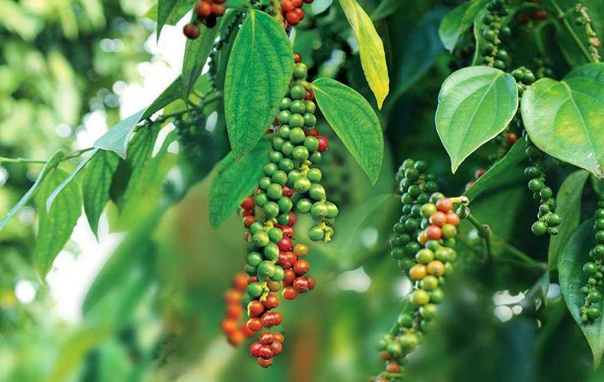 exporter of black pepper