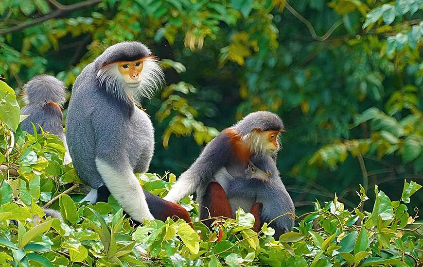 animales peuvent être trouvés au Vietnam