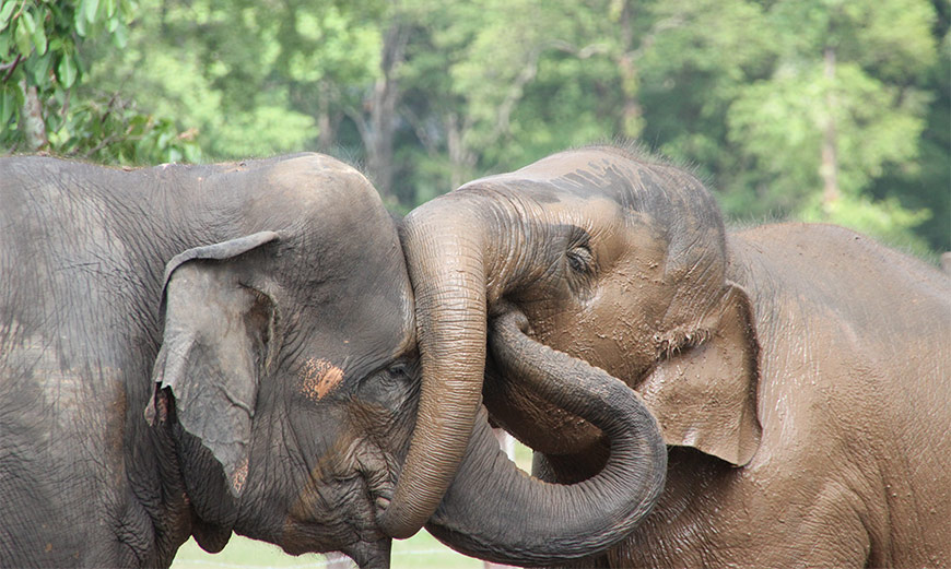 Elephant Nature Park in Chiang Mai