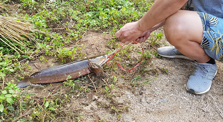 How to make a Vietnamese grilled fish 1