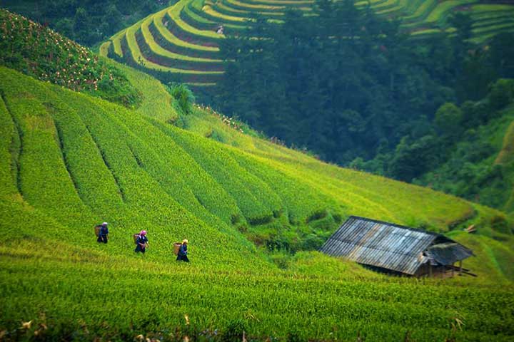 autum in Vietnam