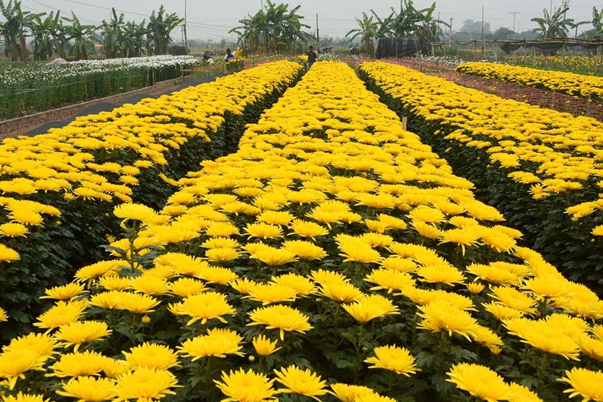 chrysanthemums garden