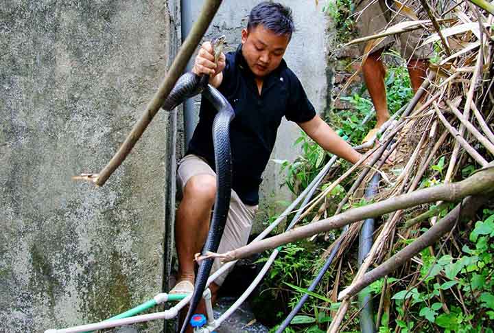 Hanoi snake village