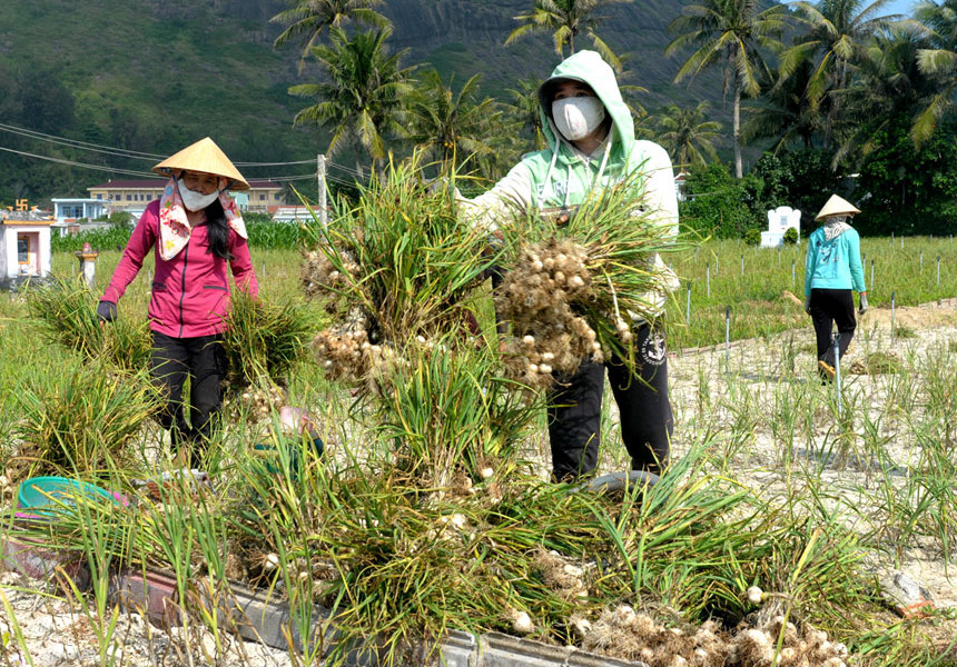 Garlic field on Ly Son Island