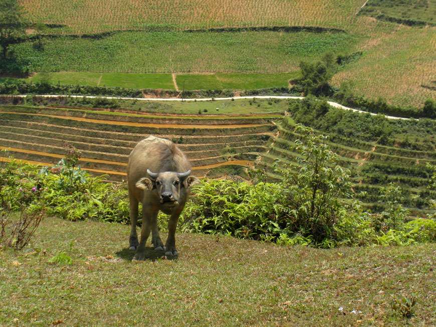 Rencontre avec un buffle durant le trekking