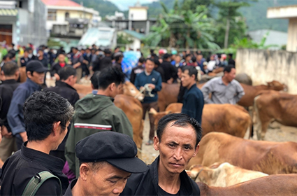 Highlights of Ha Giang 3 Days 2 Nights