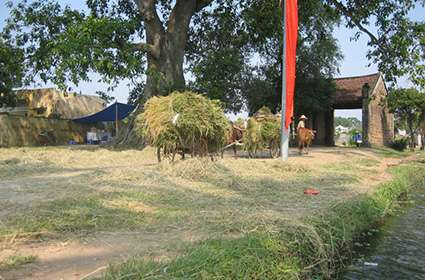 Trekking in Ha Giang