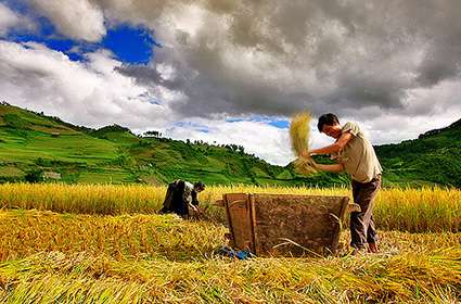 golden harvest