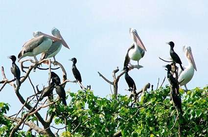 Bang Lang Bird Sanctuary