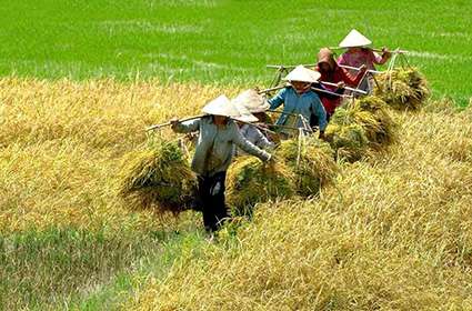 harvesting rice