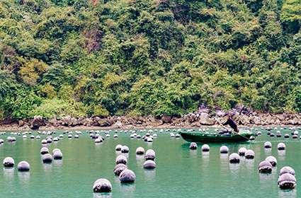 Halong Pearl Farm